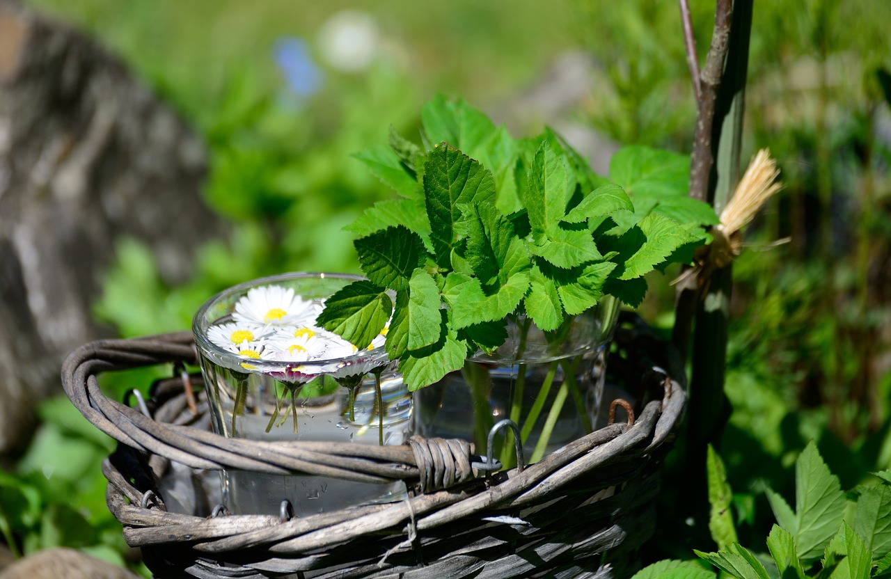 Growing Your Own Medicine: A Guide to Medicinal Plants